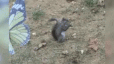 Squirrel Eating GIF - Squirrel Eating Yum GIFs