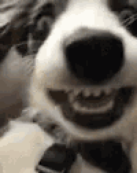 a close up of a dog 's nose with its mouth open .