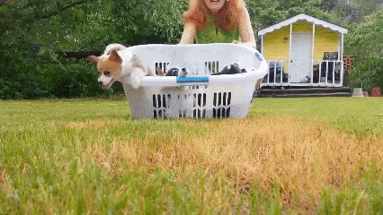 Dogs Puppies GIF - Dogs Puppies Corgis GIFs