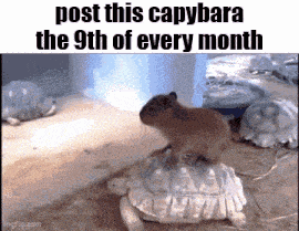 a capybara is sitting on top of a white turtle
