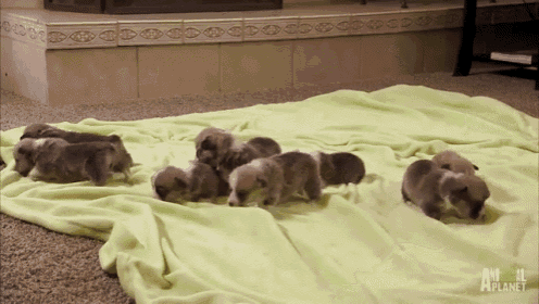 3-week Old Corgi Pups GIF - Corgis Puppies Dogs GIFs