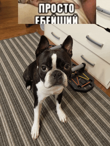 a black and white dog is sitting on a rug with a picture of a person in the background that says просто