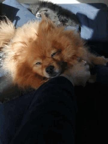 Pomeranian Sleepy GIF - Pomeranian Sleepy Dog GIFs