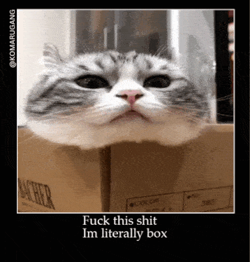 Komaru Cat GIF - Komaru Cat Box GIFs