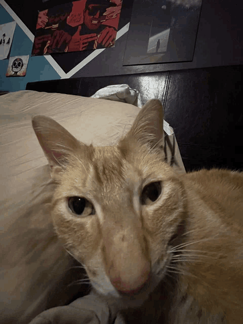 a close up of a cat laying on a bed with posters on the wall