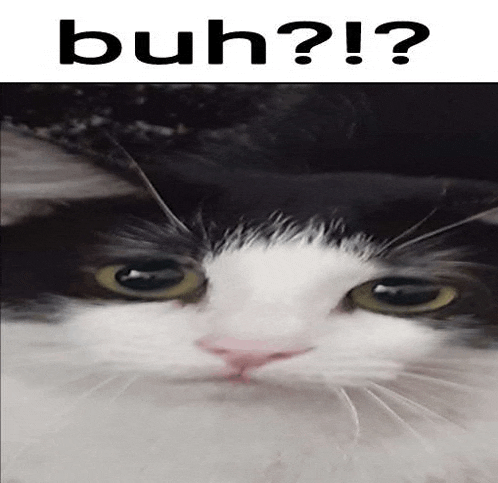 a close up of a black and white cat 's face with the words ` ` buh ? ! ` ` below it