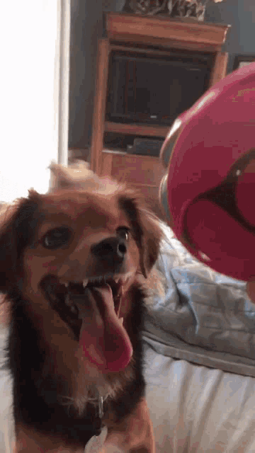 a dog is playing with a pink ball with its tongue out