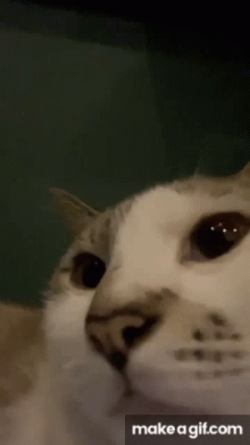 Cat Latteinside GIF - Cat Latteinside Ok GIFs