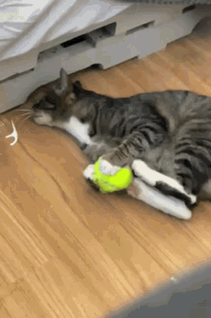 Cat Attack GIF - Cat Attack Tennis Ball GIFs
