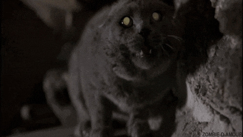 a gray cat with yellow eyes is standing next to a wall in a dark room .