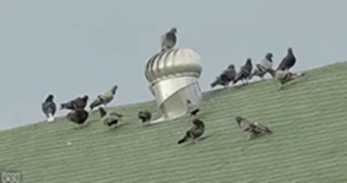 Pigeon Spinning GIF - Pigeon Spinning Funny GIFs