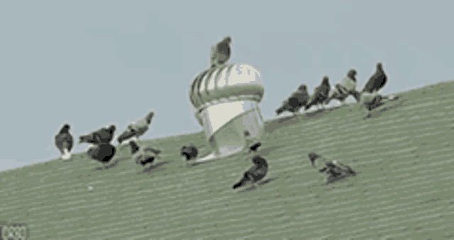 a group of pigeons standing on top of a roof
