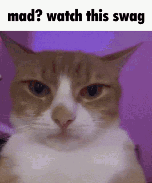Drip Cat GIF - Drip Cat Watch GIFs