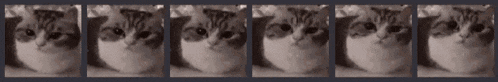 a black and white photo of a cat 's face in a row