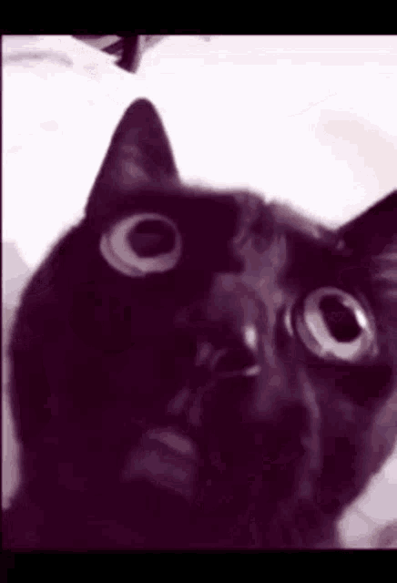 a close up of a black cat 's face looking at the camera