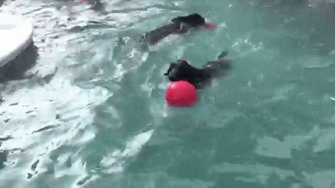 Doggy Dribble GIF - Pet Swimming Dog GIFs
