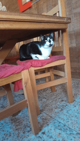 a black and white cat is laying on a chair under a wooden table
