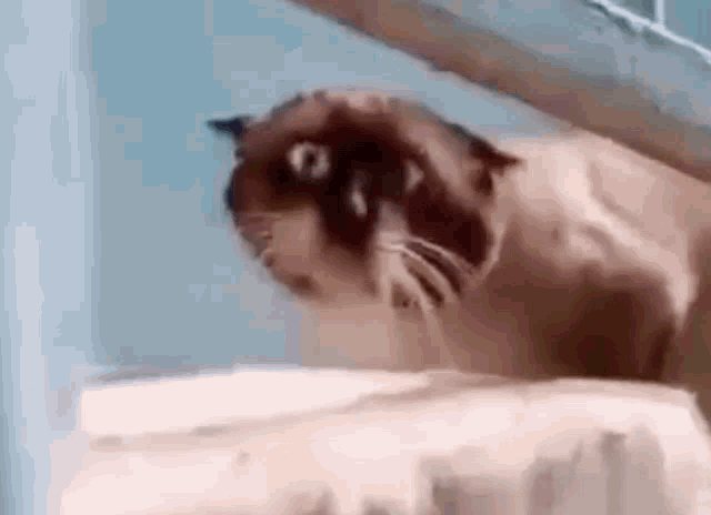 Ugly Cat Weird Cat GIF - Ugly Cat Weird Cat Strange Cat GIFs