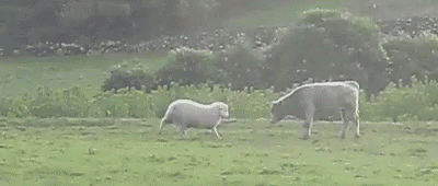 Sheep Fight GIF - Sheep Fight Cow GIFs