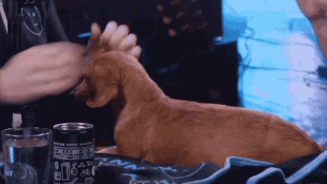a dog laying on a table next to a can that says coffee