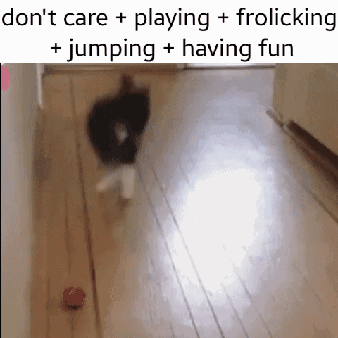 Playing Frolicking GIF - Playing Frolicking Cat Jumping GIFs