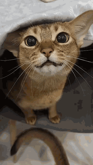 a close up of a cat 's face looking up