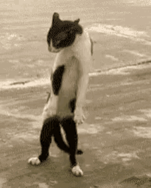 a cat is standing on its hind legs on the beach .