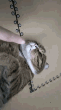 a person is petting a cat 's head with their finger .