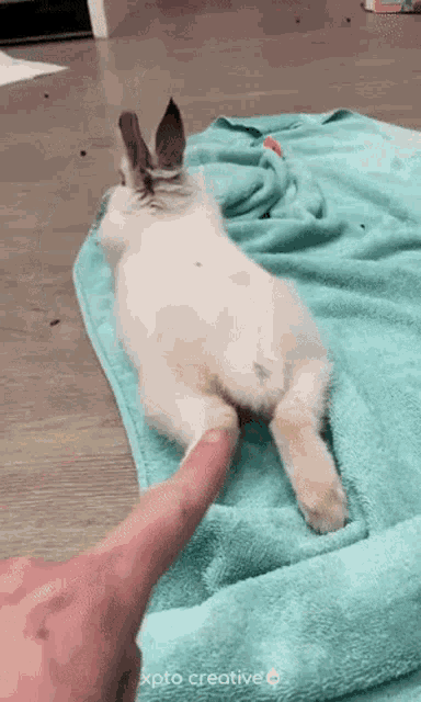 a white rabbit is laying on a blue towel and being petted by a person .