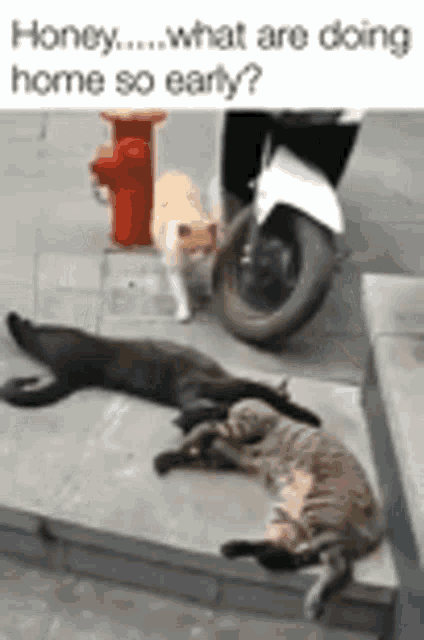 Cheater Busted GIF - Cheater Busted Cat GIFs