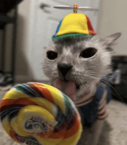 a cat wearing a colorful hat and holding a lollipop that says just go