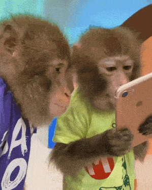 Monkey Looking At Phone GIF - Monkey Looking At Phone 2 Monkeys GIFs