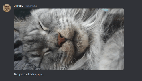Jersey Cat GIF
