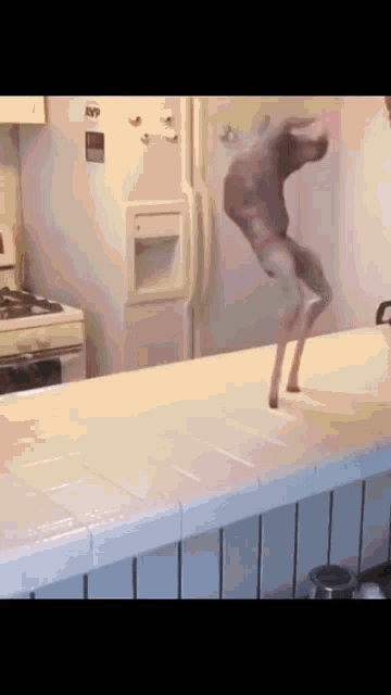 a person is standing on a counter in front of a refrigerator that has the word mvp on it