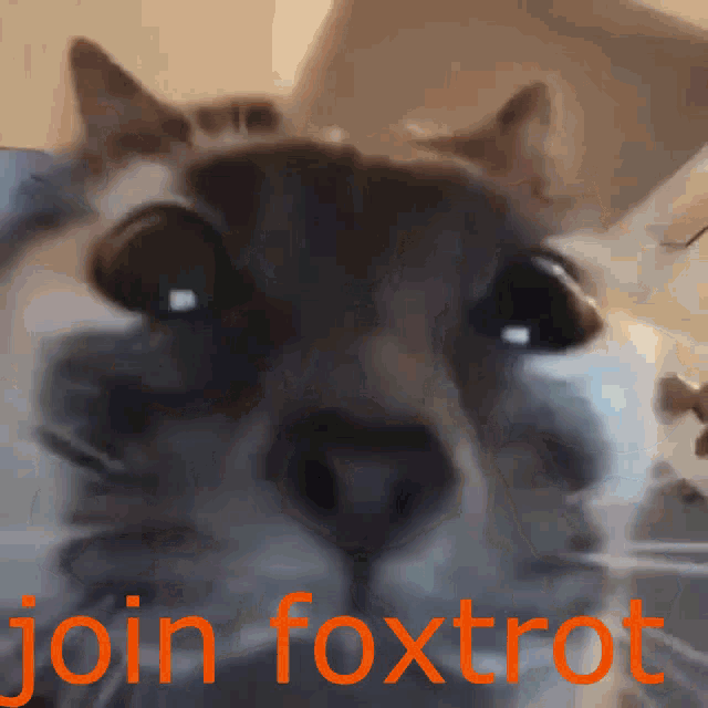 Foxtrot 327th GIF - Foxtrot 327th Cat GIFs