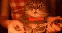 Kitten Play GIF - Kitten Play Guitar GIFs