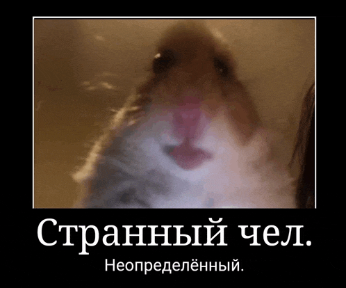 a picture of a hamster with a foreign language caption