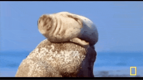 Seal What GIF - Seal What Who GIFs