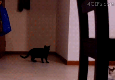 Chill Out Pussy, I Just Watched The Matrix! GIF - Cats Kitten Parkour GIFs