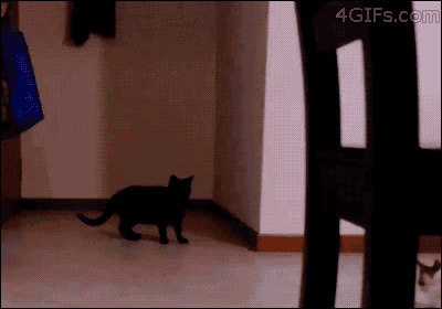 a black cat is walking in a room with a 4gifs.com logo on the bottom