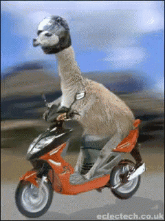 Sashapotato Lammalamma GIF