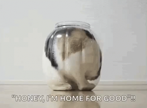 Cats Home For Good GIF - Cats Home For Good Stuck GIFs
