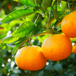 a bunch of oranges hanging from a tree branch