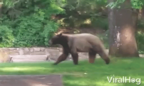 Bear Spotted GIF - Bear Spotted Animal GIFs