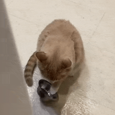 a cat is playing with a toy on the floor in a bathroom .
