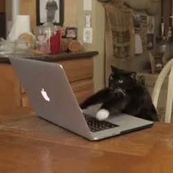 Cat Typing GIF - Cat Typing Fast GIFs
