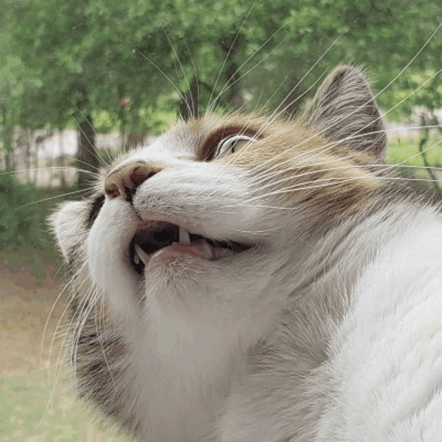 a close up of a cat 's mouth with its mouth open