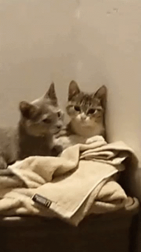 Cats Sync GIF - Cats Sync Tongue GIFs