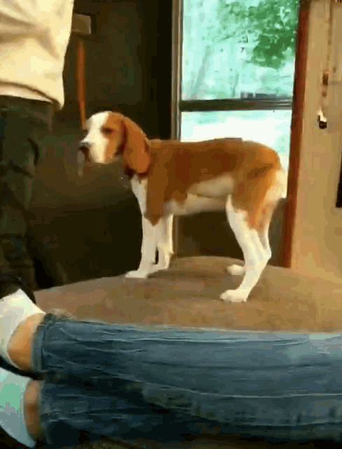 a brown and white dog standing next to a person 's leg