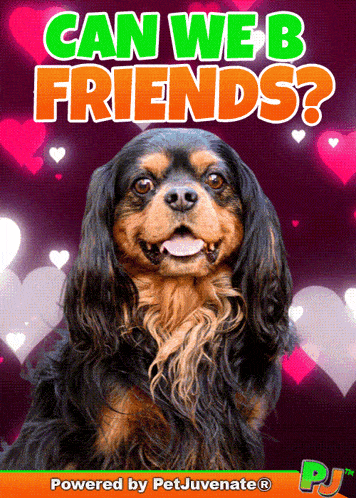 a picture of a cavalier king charles spaniel on a poster that says can we be friends